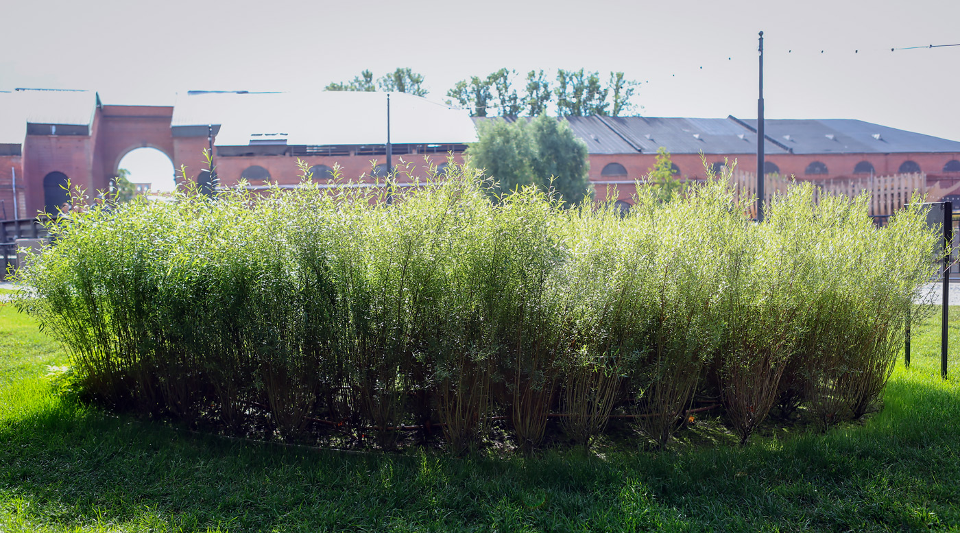 Image of Salix purpurea specimen.