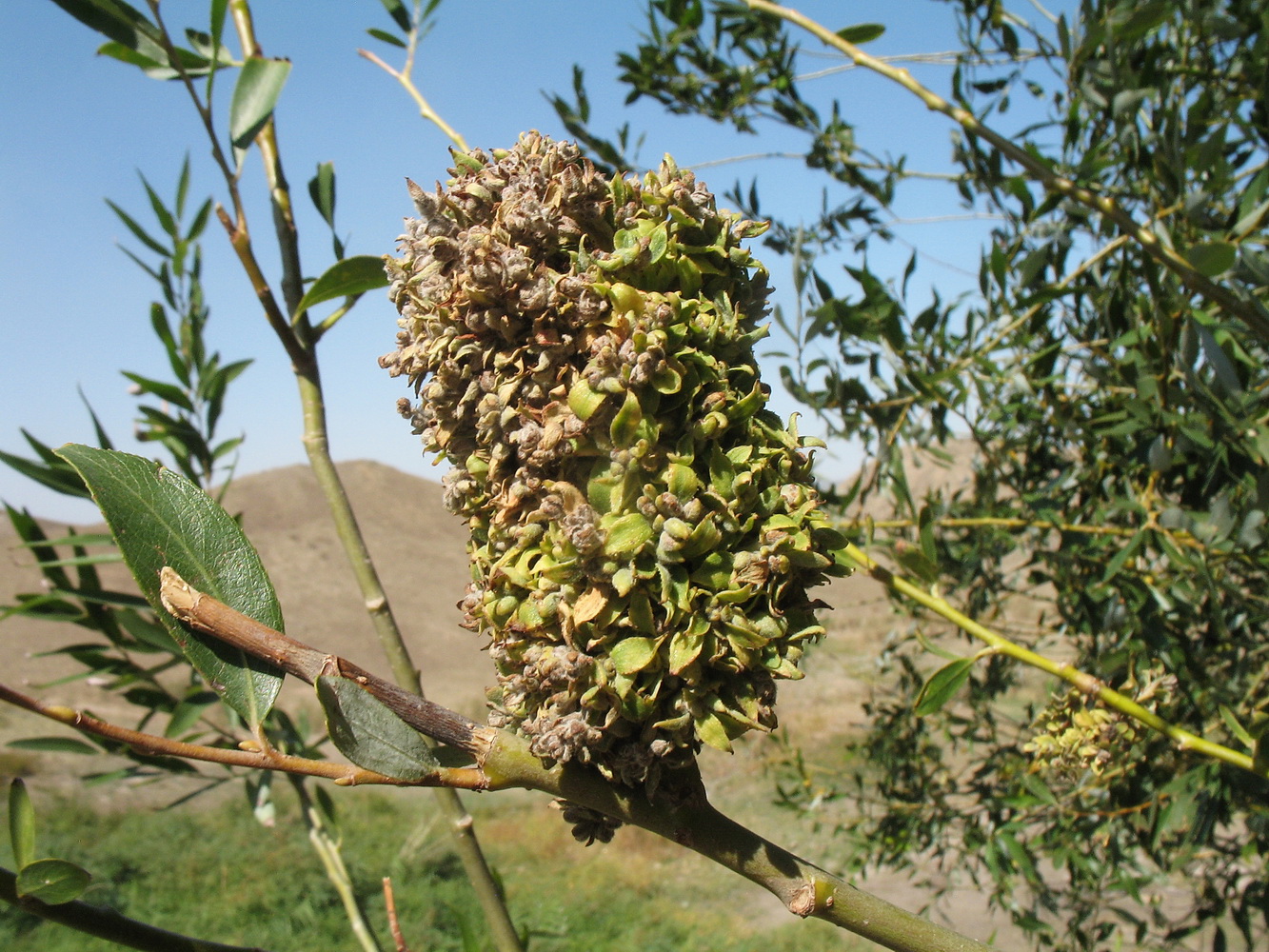 Изображение особи Salix excelsa.