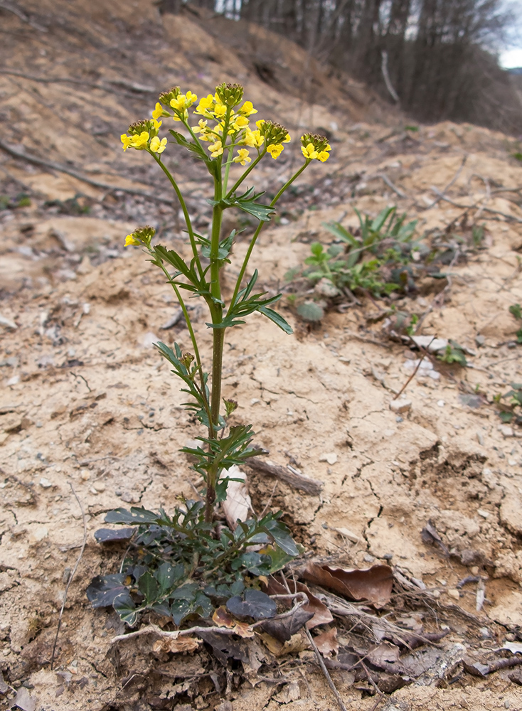 Image of Barbarea arcuata specimen.