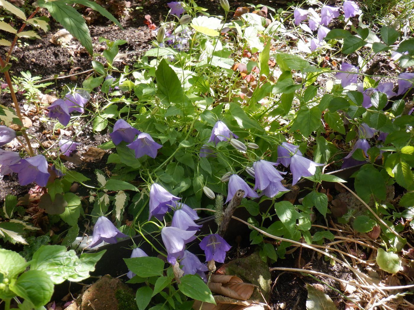 Изображение особи Campanula carpatica.