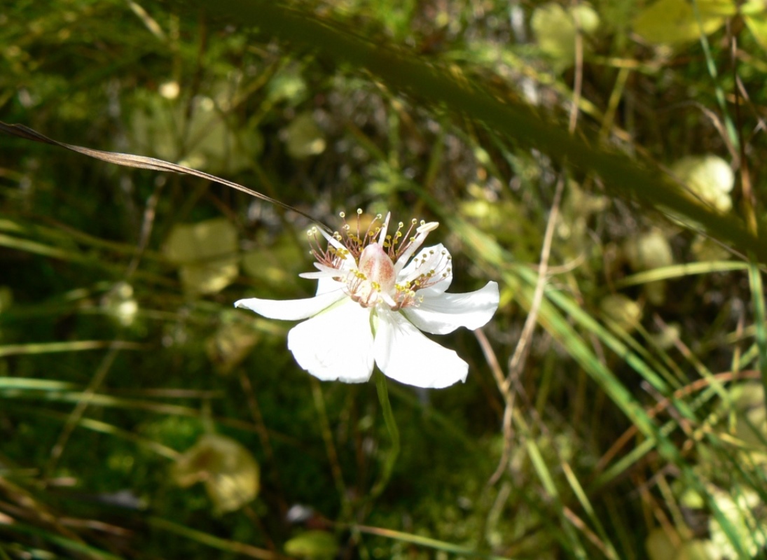 Изображение особи Parnassia palustris.