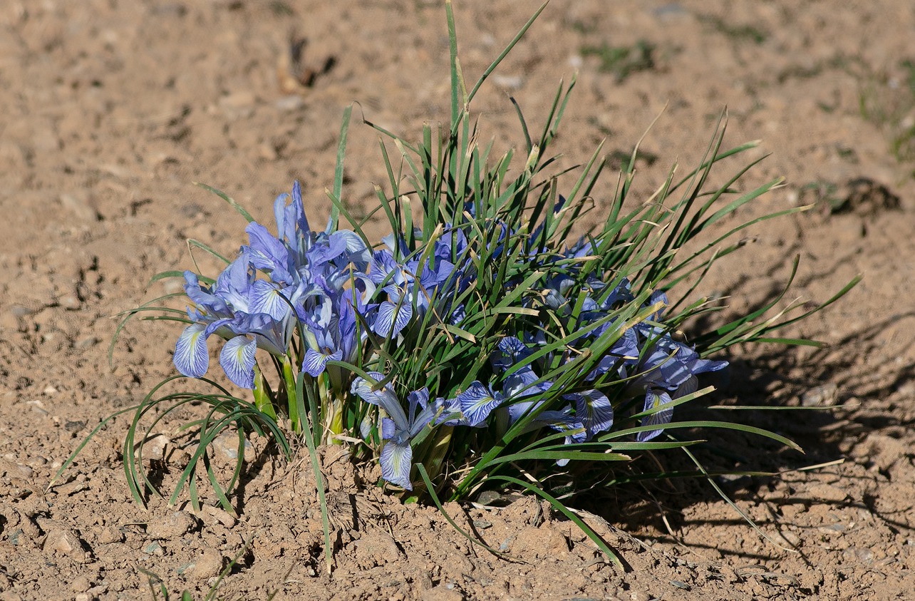 Image of Iris loczyi specimen.