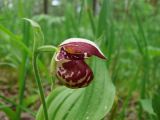 Cypripedium guttatum