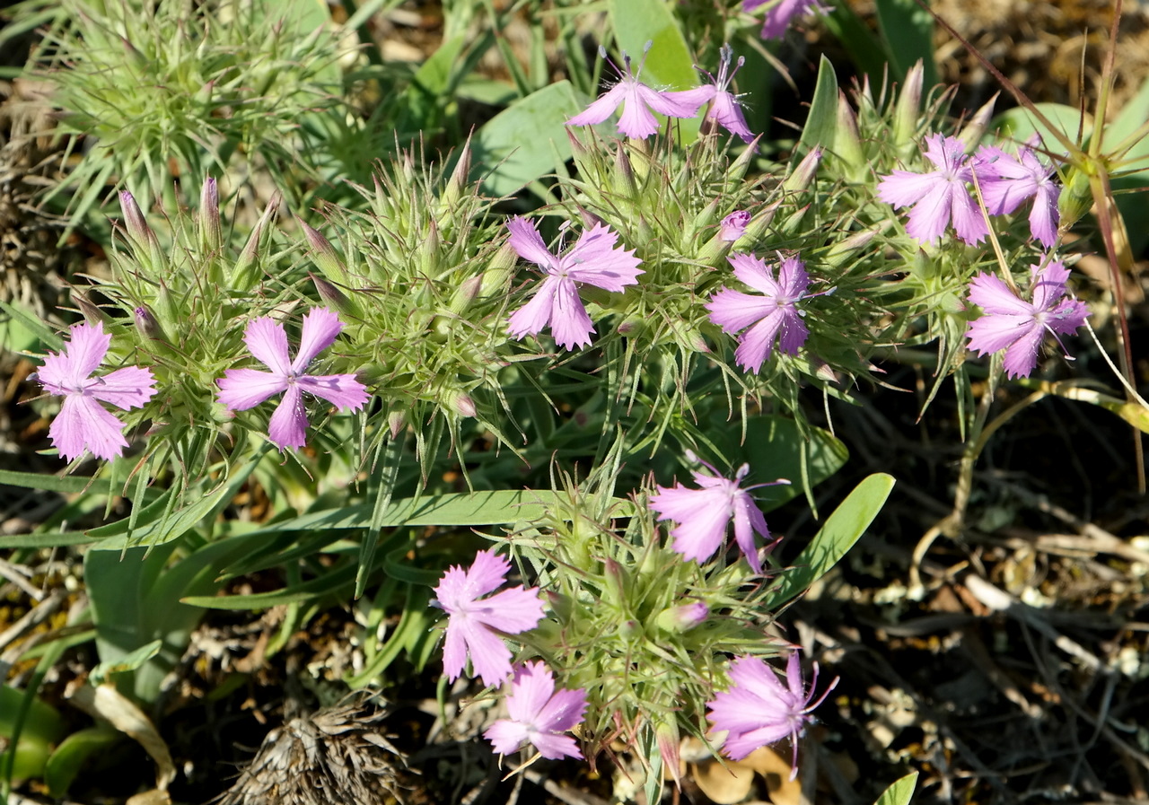 Image of Dianthus pseudarmeria specimen.