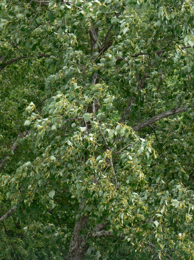 Image of Tilia amurensis specimen.