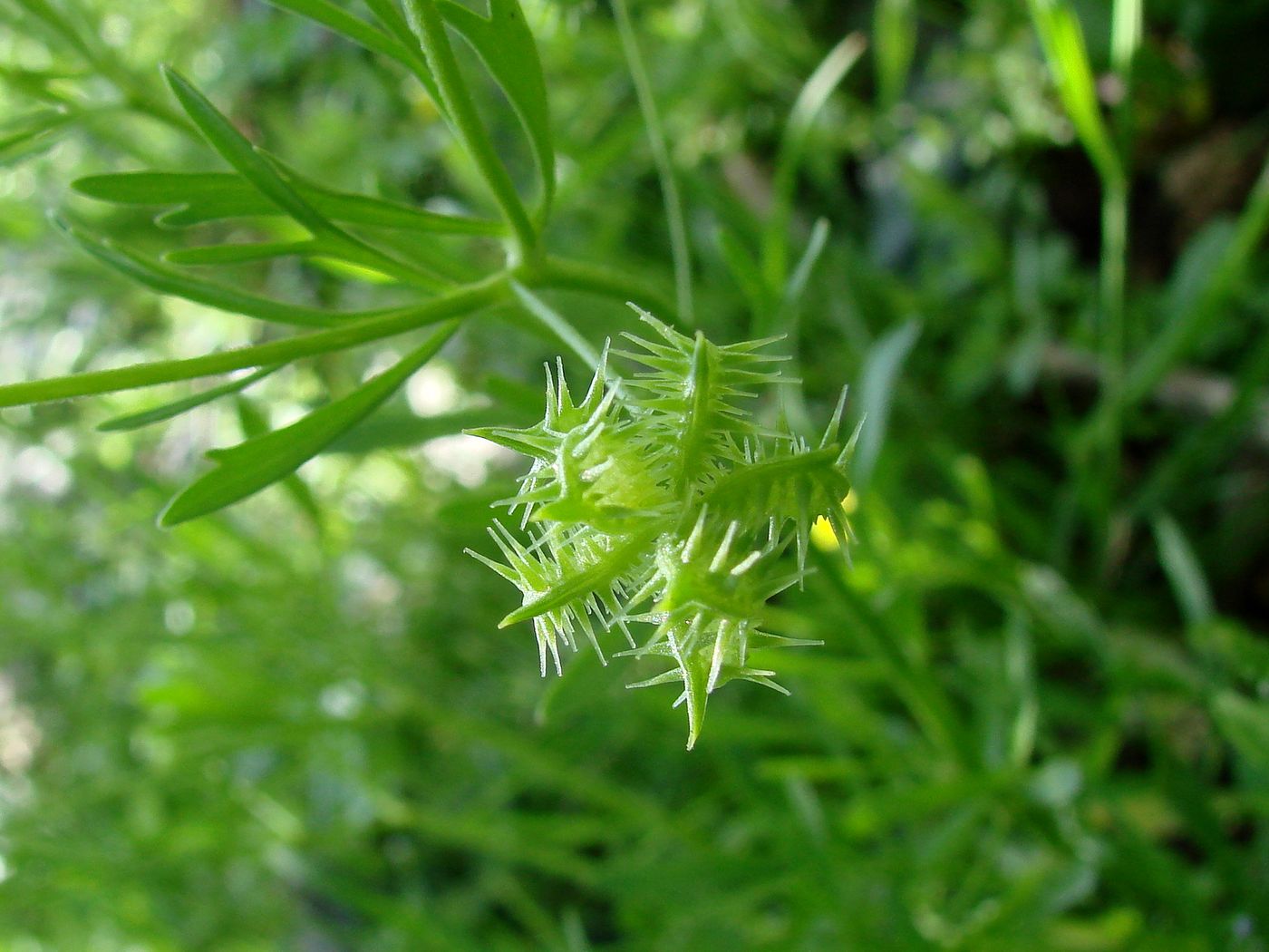 Image of Ranunculus arvensis specimen.