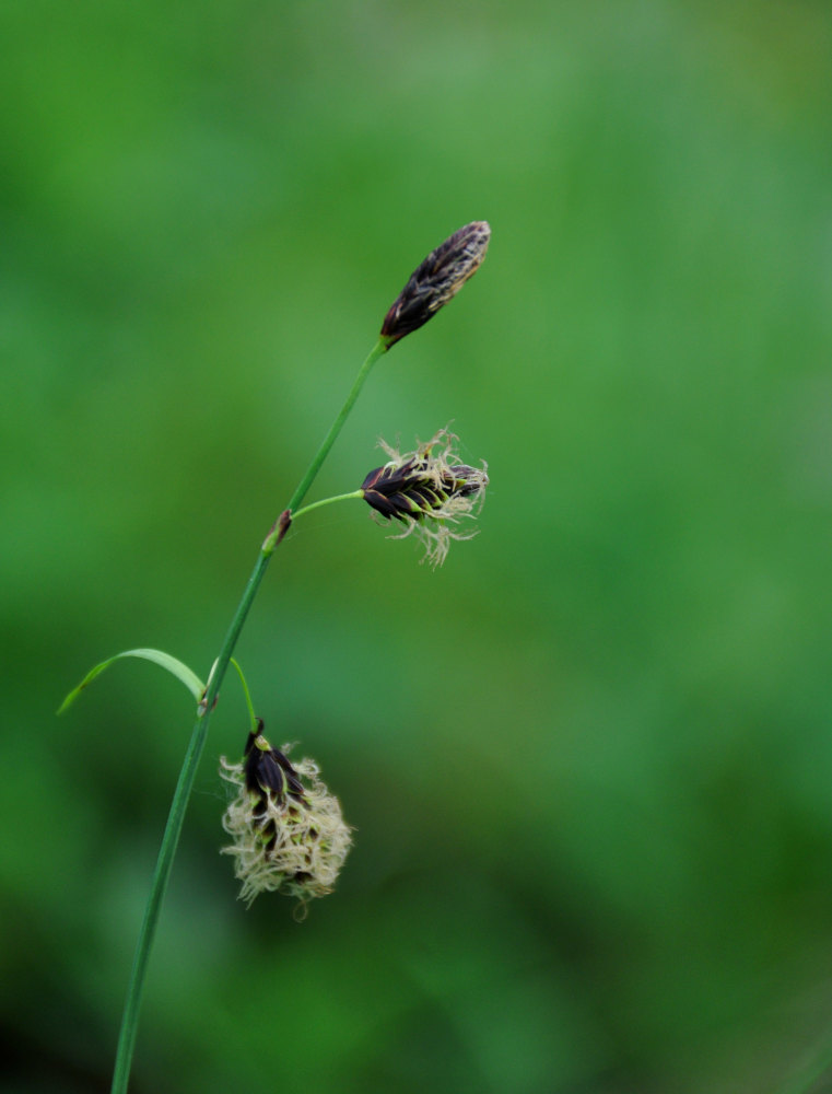 Изображение особи род Carex.