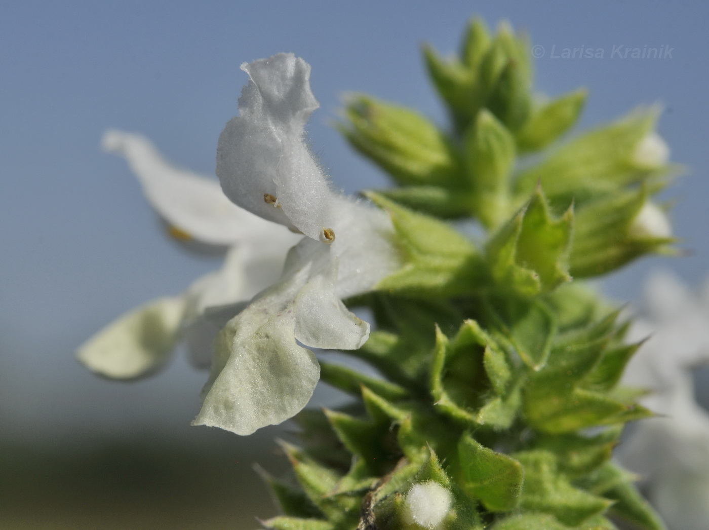 Изображение особи Stachys annua.