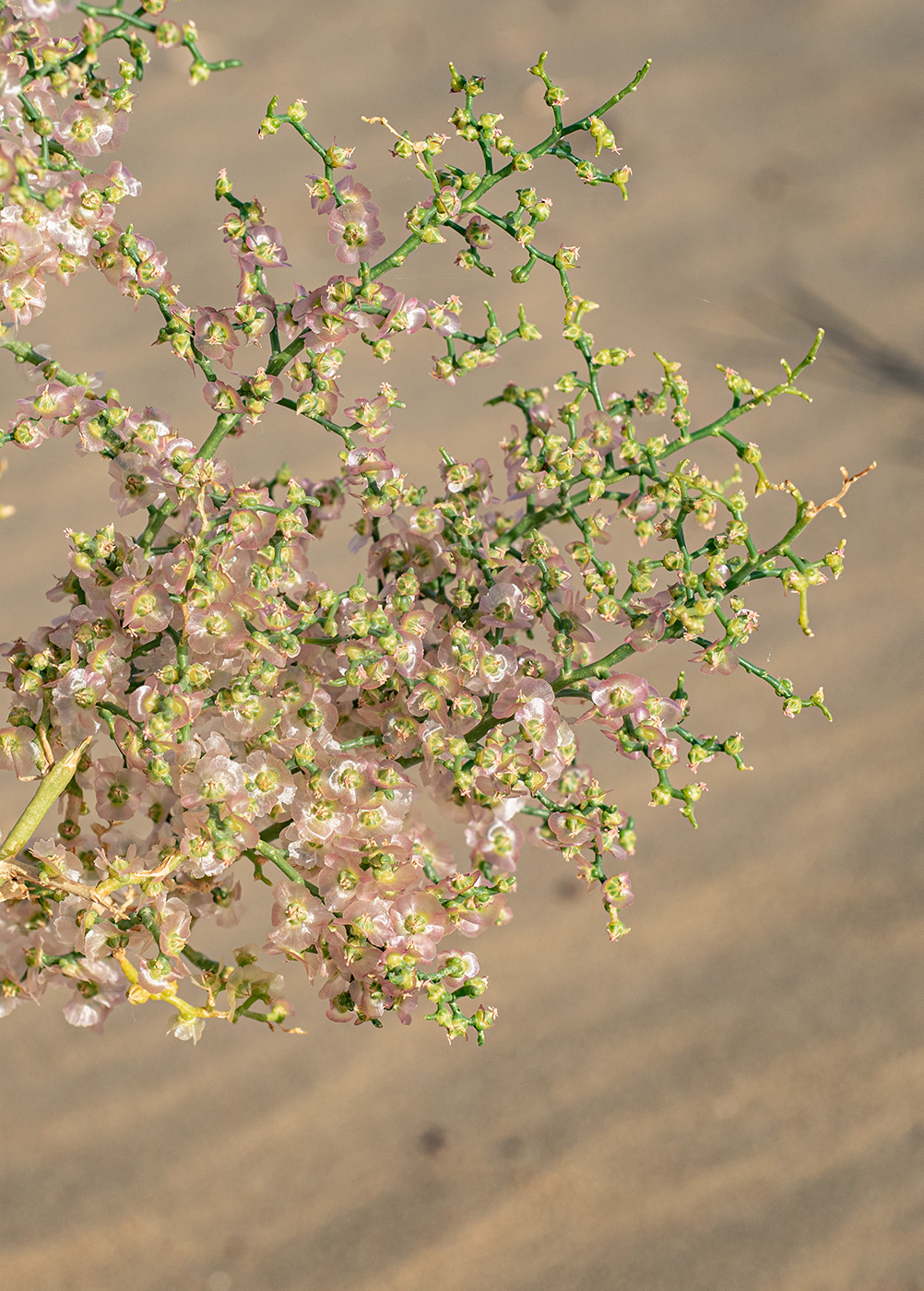 Изображение особи Halothamnus subaphyllus.