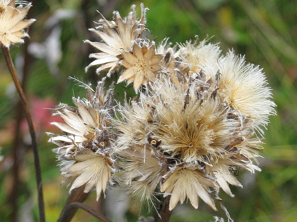 Image of Cirsium kamtschaticum specimen.