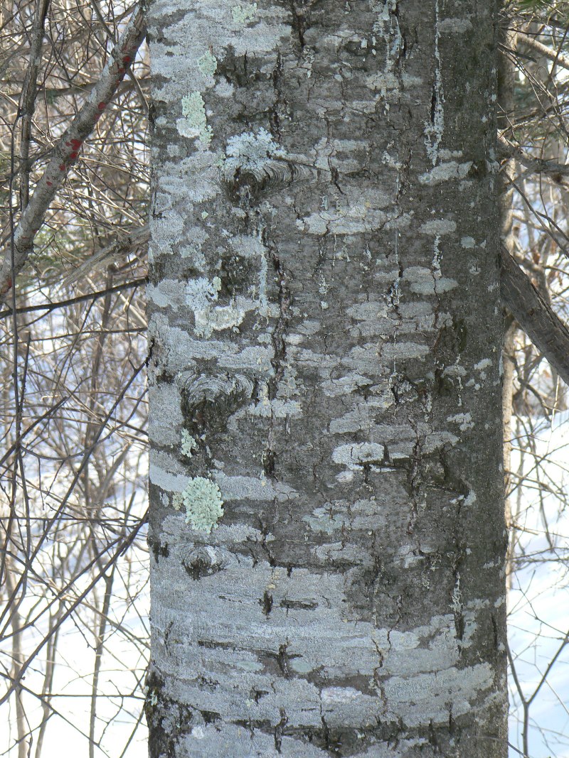 Image of Abies nephrolepis specimen.