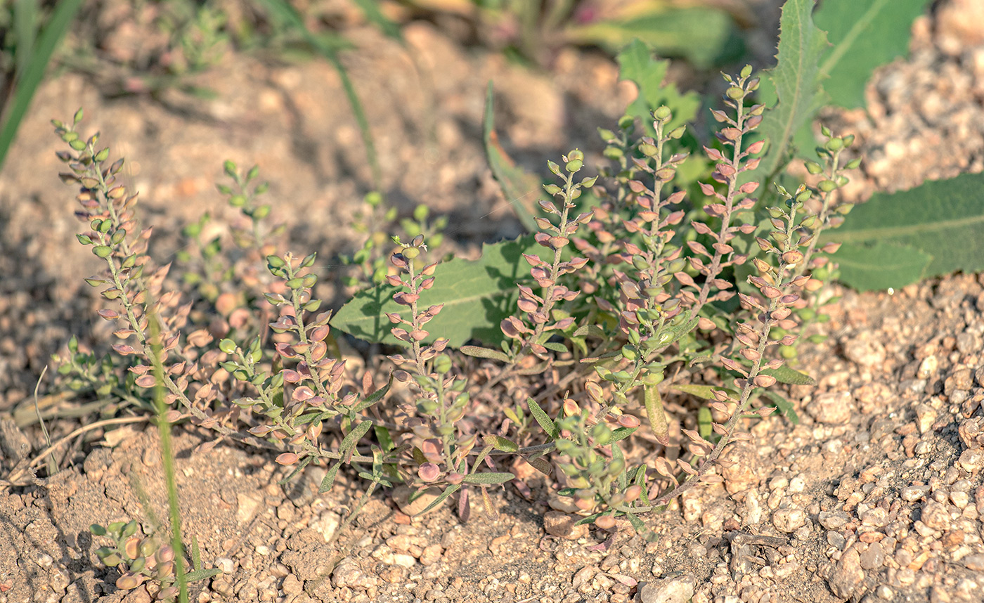 Изображение особи Alyssum turkestanicum var. desertorum.