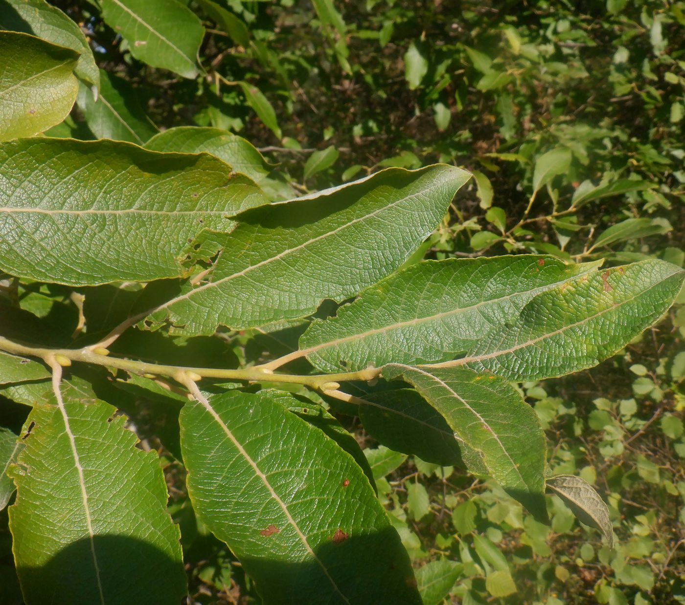 Изображение особи Salix caprea.