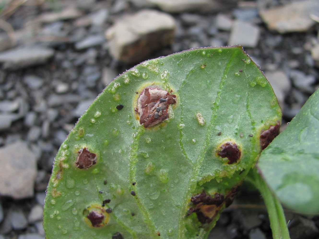 Image of Oberna lacera specimen.