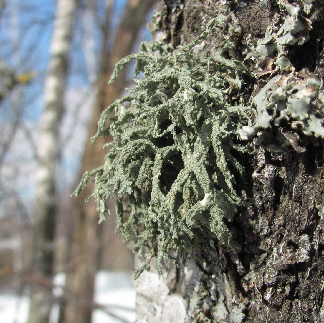 Изображение особи Evernia mesomorpha.