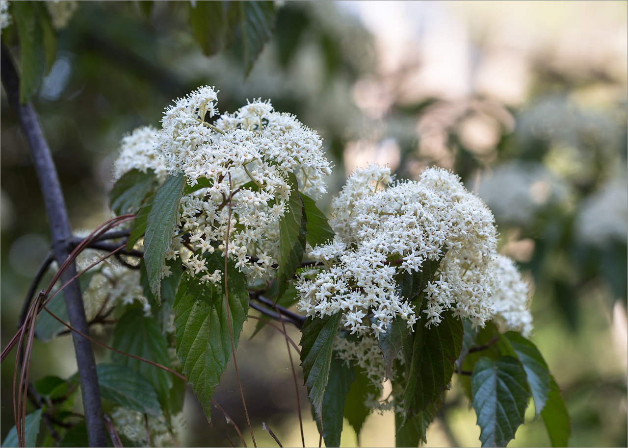 Image of genus Viburnum specimen.