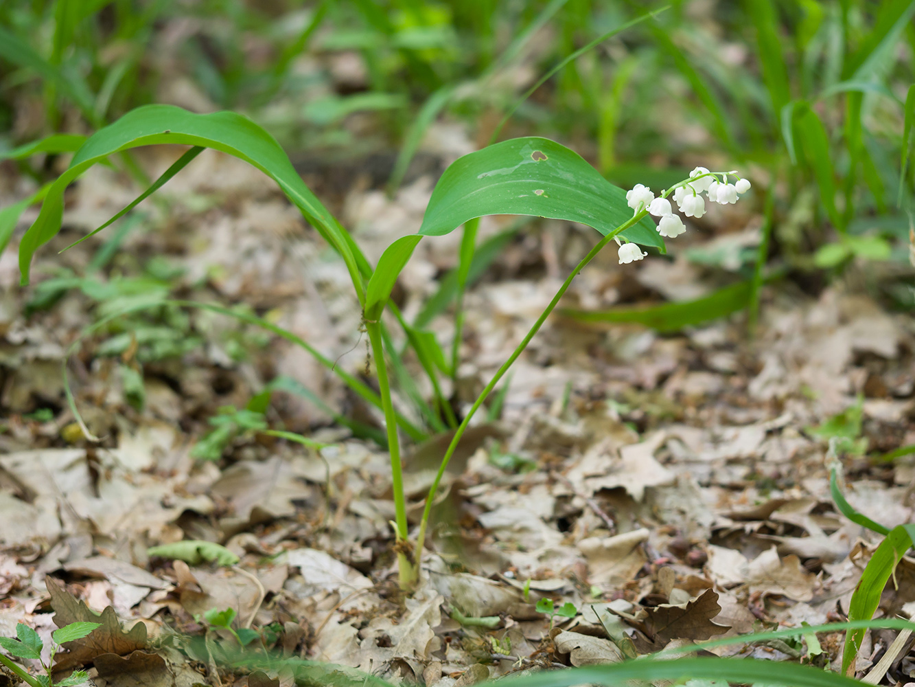 Изображение особи Convallaria majalis.