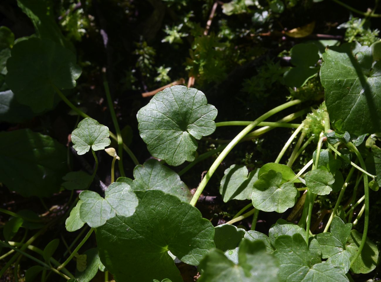 Image of Ficaria verna specimen.