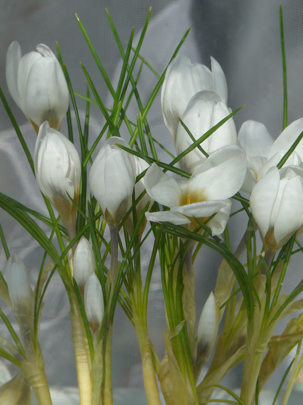 Image of Crocus biflorus specimen.