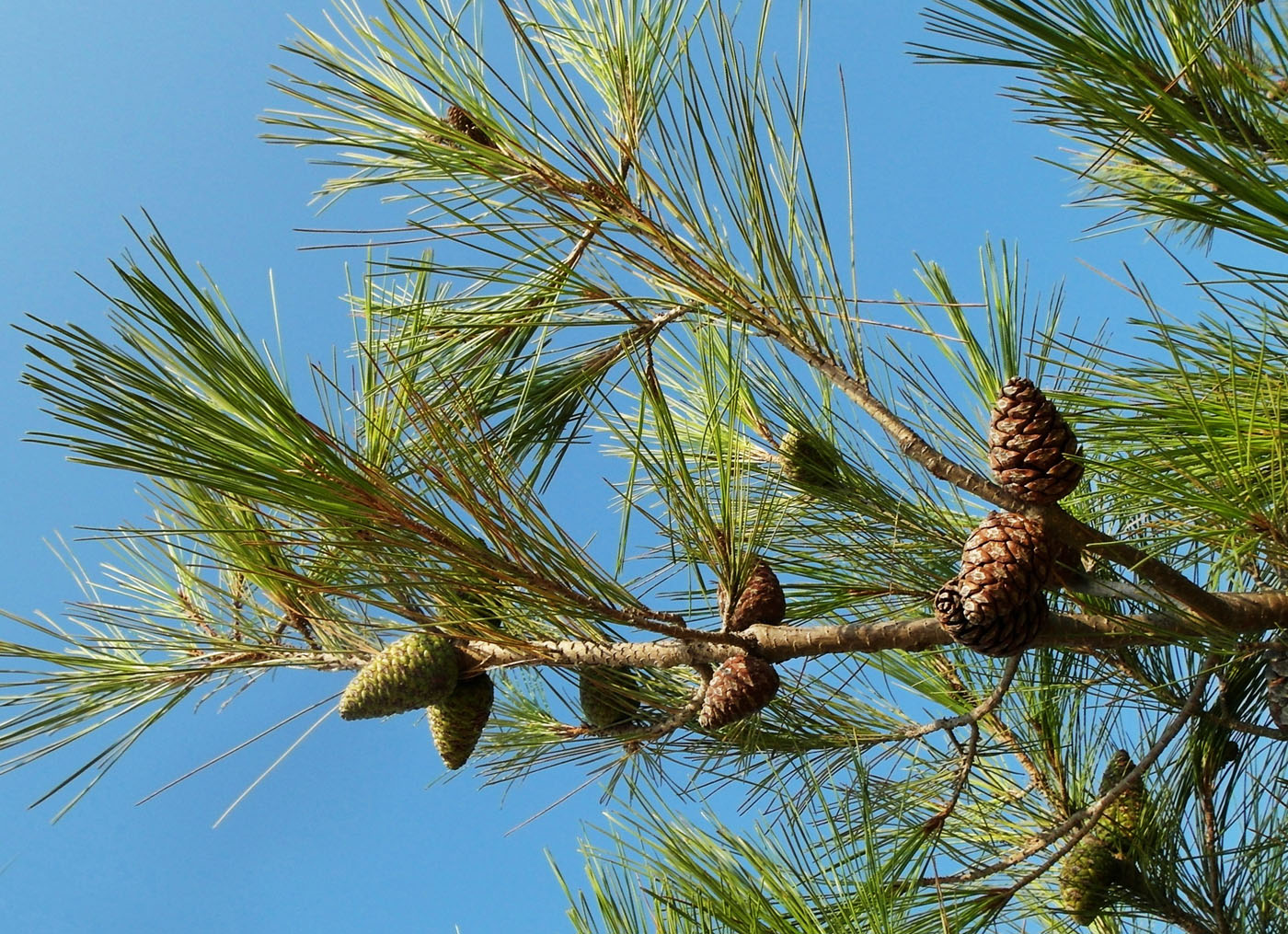 Image of Pinus brutia specimen.