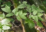 Celtis occidentalis