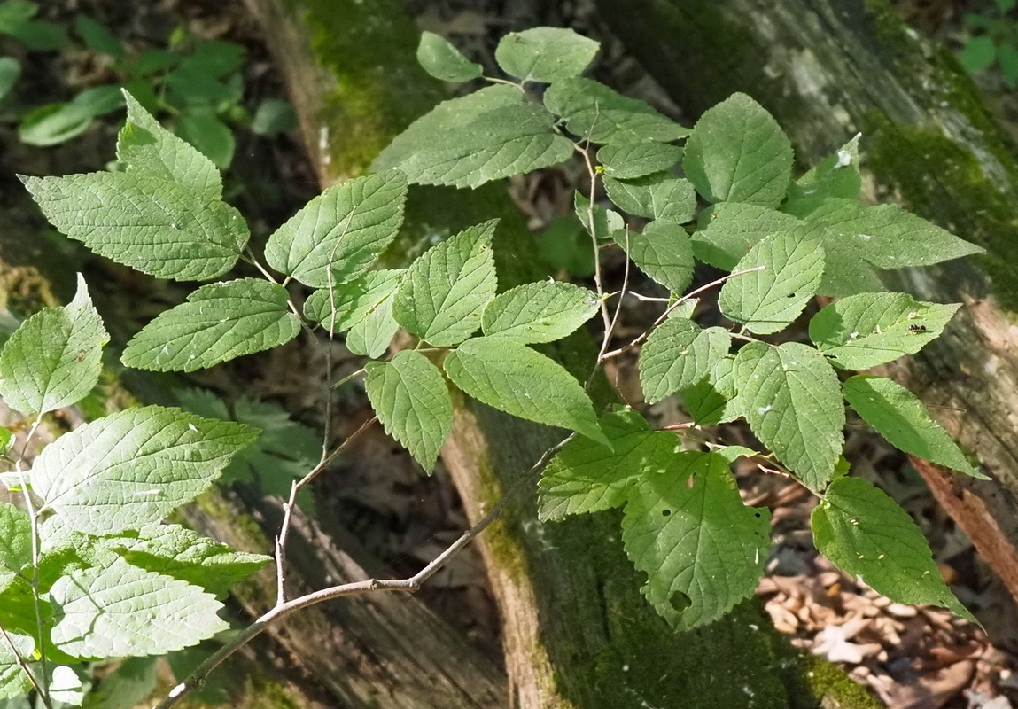 Изображение особи Celtis occidentalis.