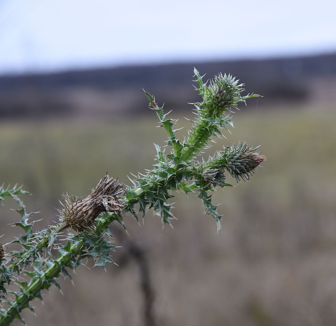 Изображение особи Carduus acanthoides.