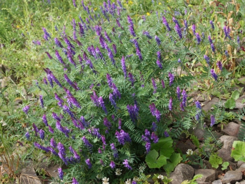 Image of Vicia cracca specimen.