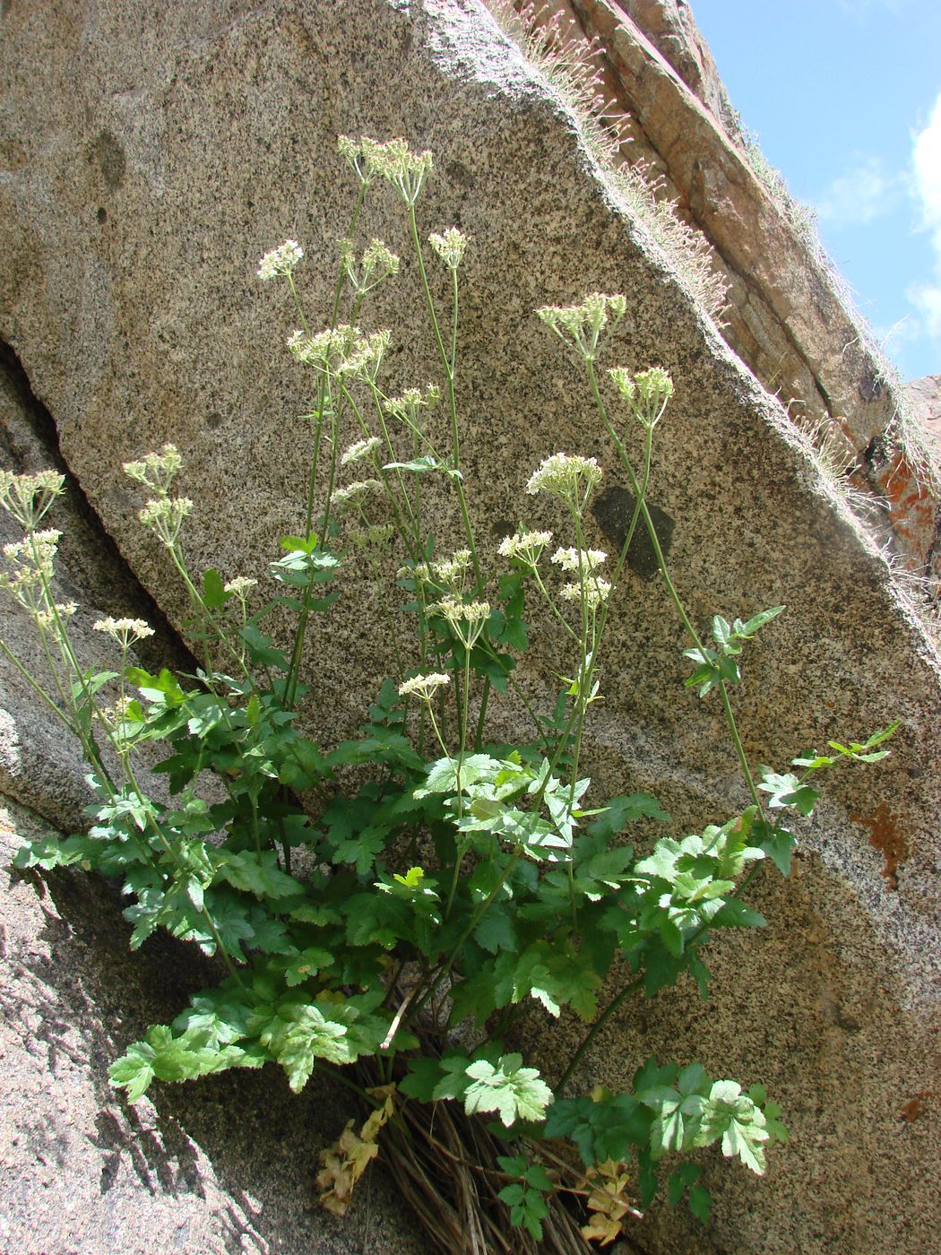 Image of Semenovia dasycarpa specimen.