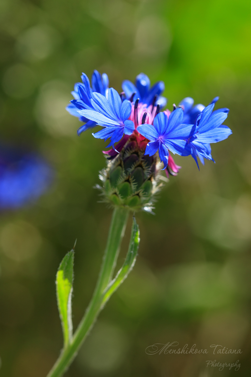 Image of Centaurea depressa specimen.