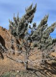 Cupressus sempervirens. Взрослое дерево с шишками. Марокко, обл. Марракеш - Сафи, хр. Высокий Атлас, перевал Тизи-н'Тишка, ≈ 2200 м н.у.м., сухой каменистый склон. 01.01.2023.