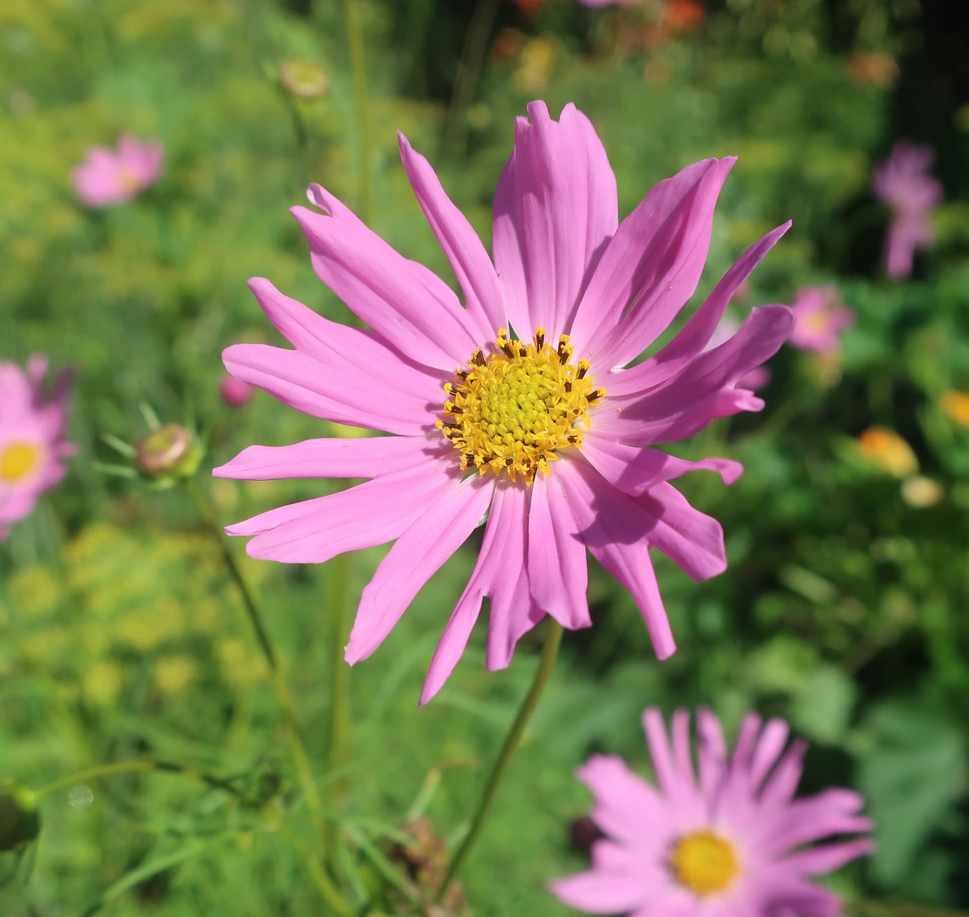 Изображение особи Cosmos bipinnatus.