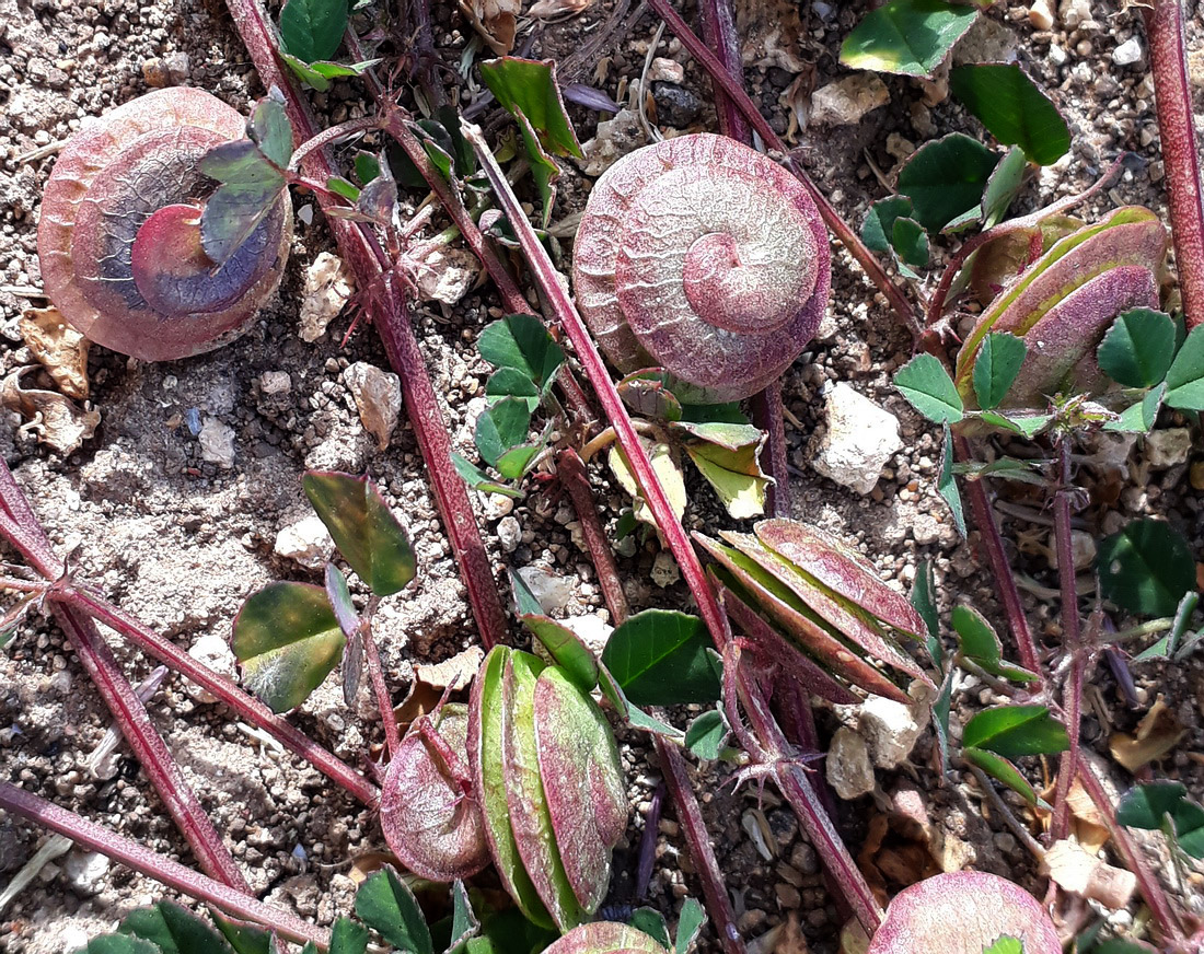 Image of Medicago orbicularis specimen.