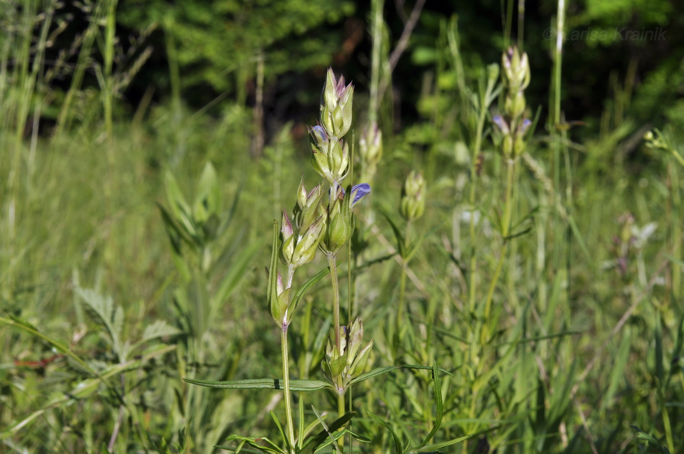 Изображение особи Dracocephalum argunense.