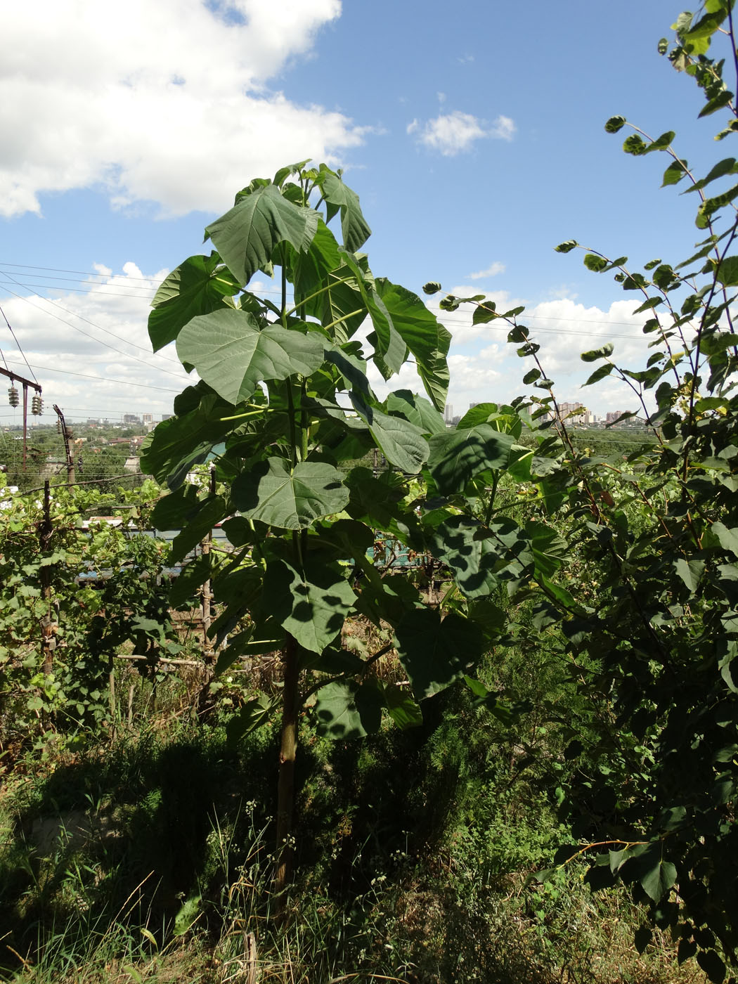 Изображение особи Paulownia tomentosa.