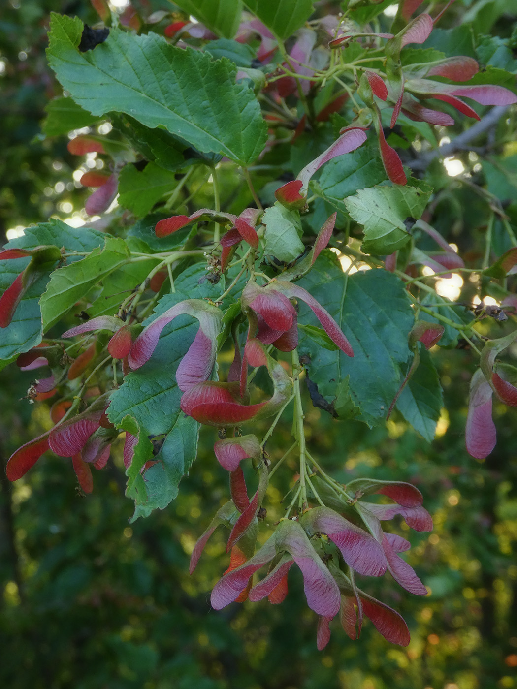 Image of Acer tataricum specimen.