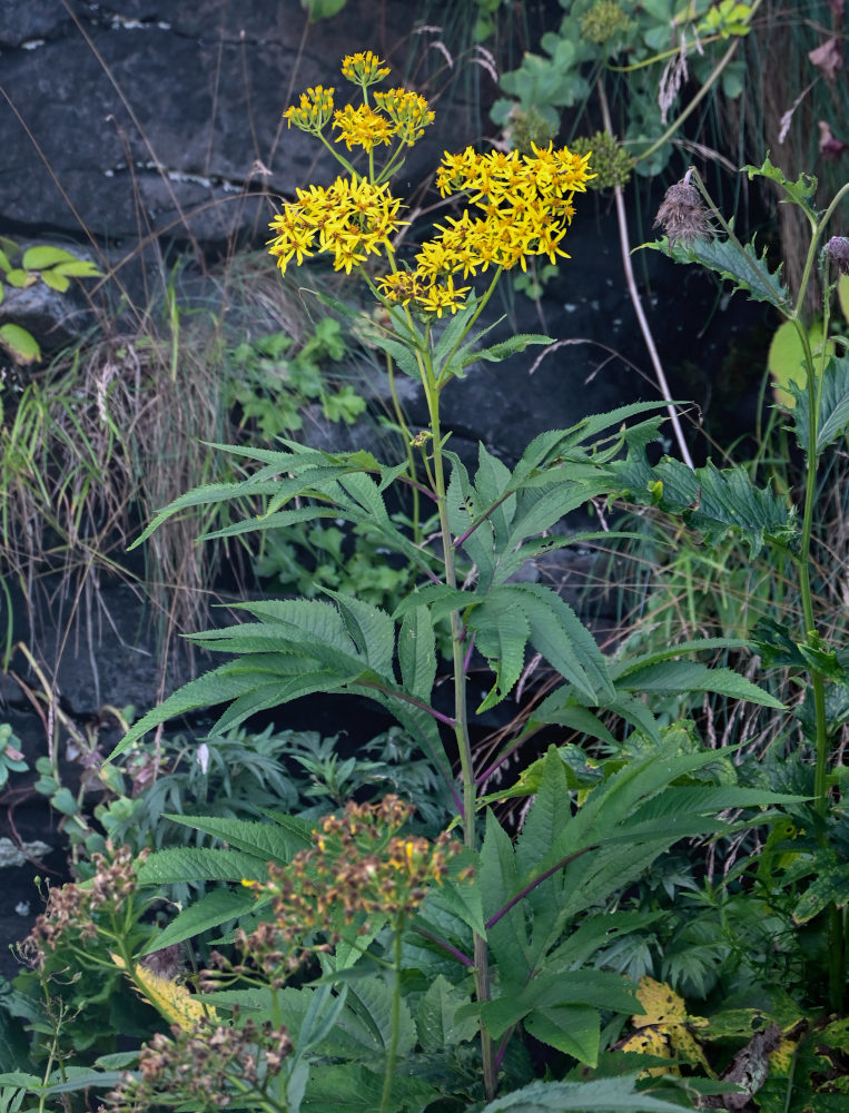 Image of Senecio cannabifolius specimen.