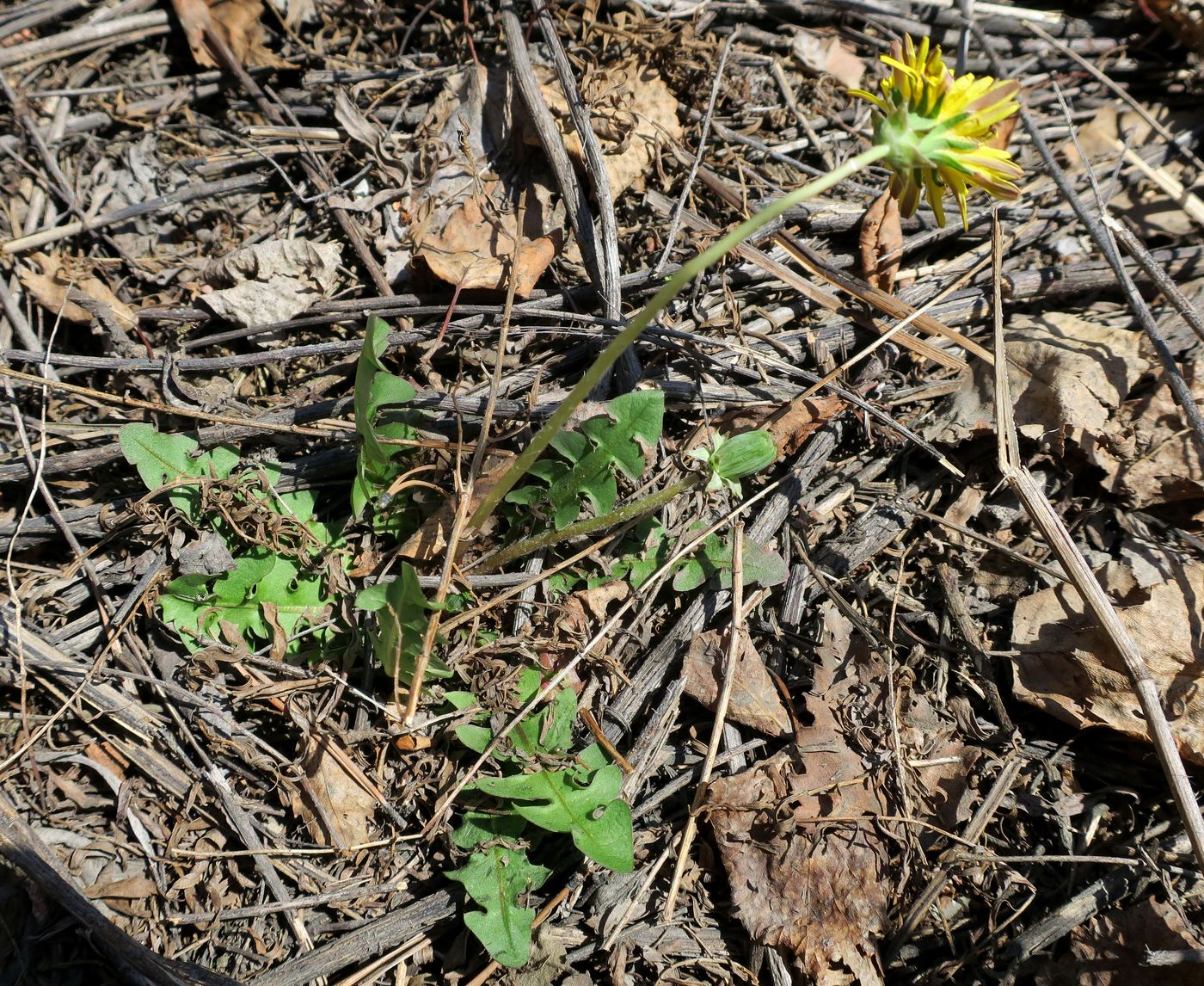 Image of genus Taraxacum specimen.