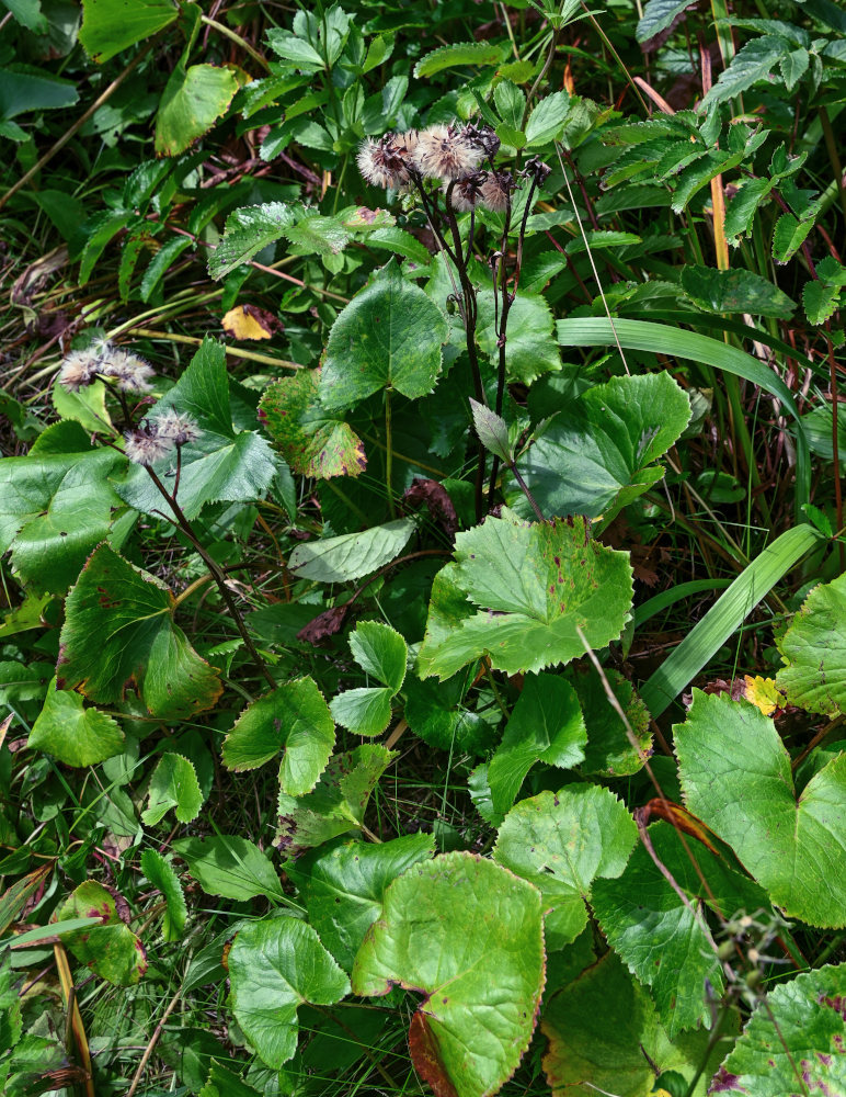 Image of Ligularia hodgsonii specimen.