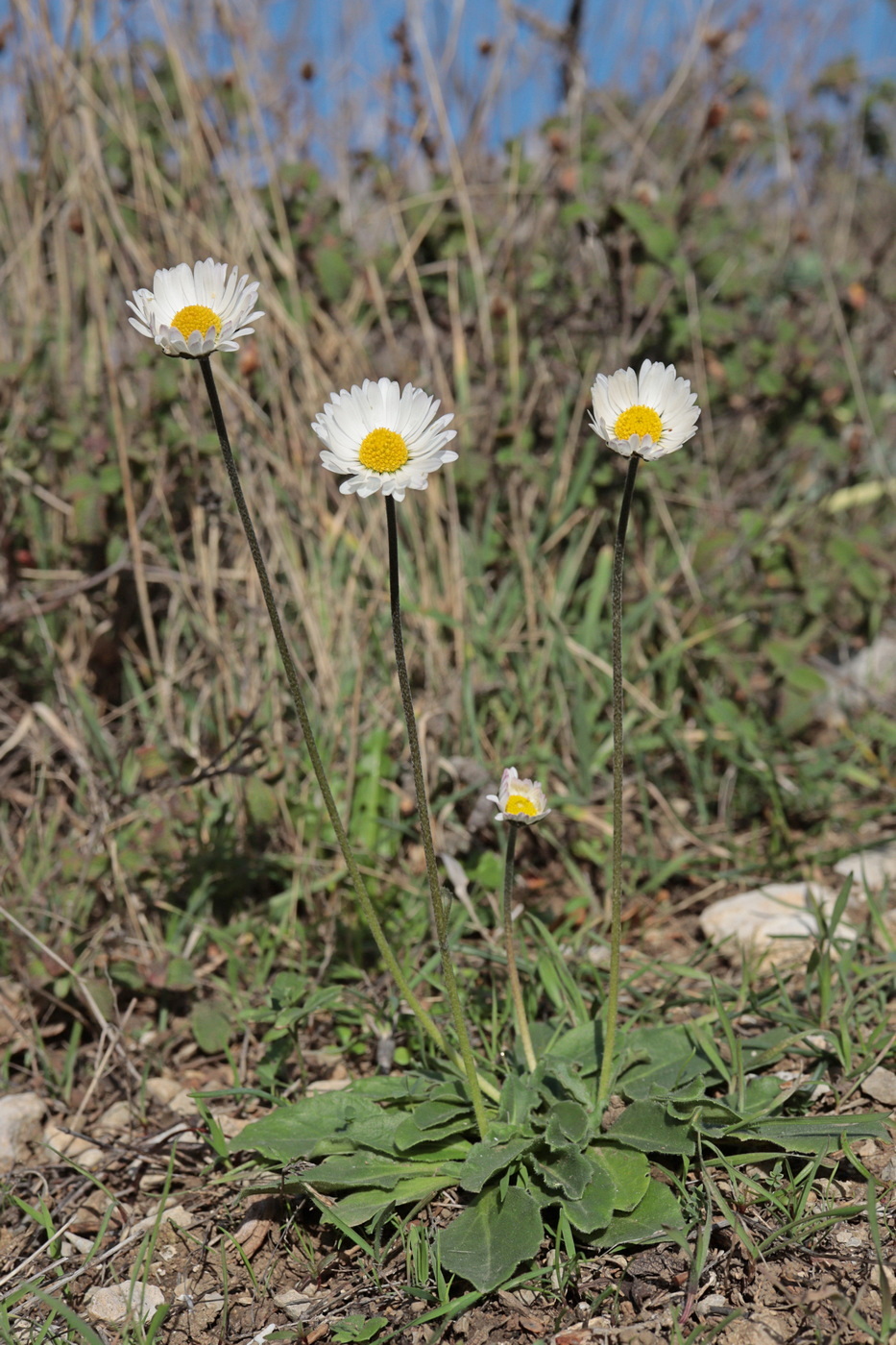 Изображение особи Bellis sylvestris.