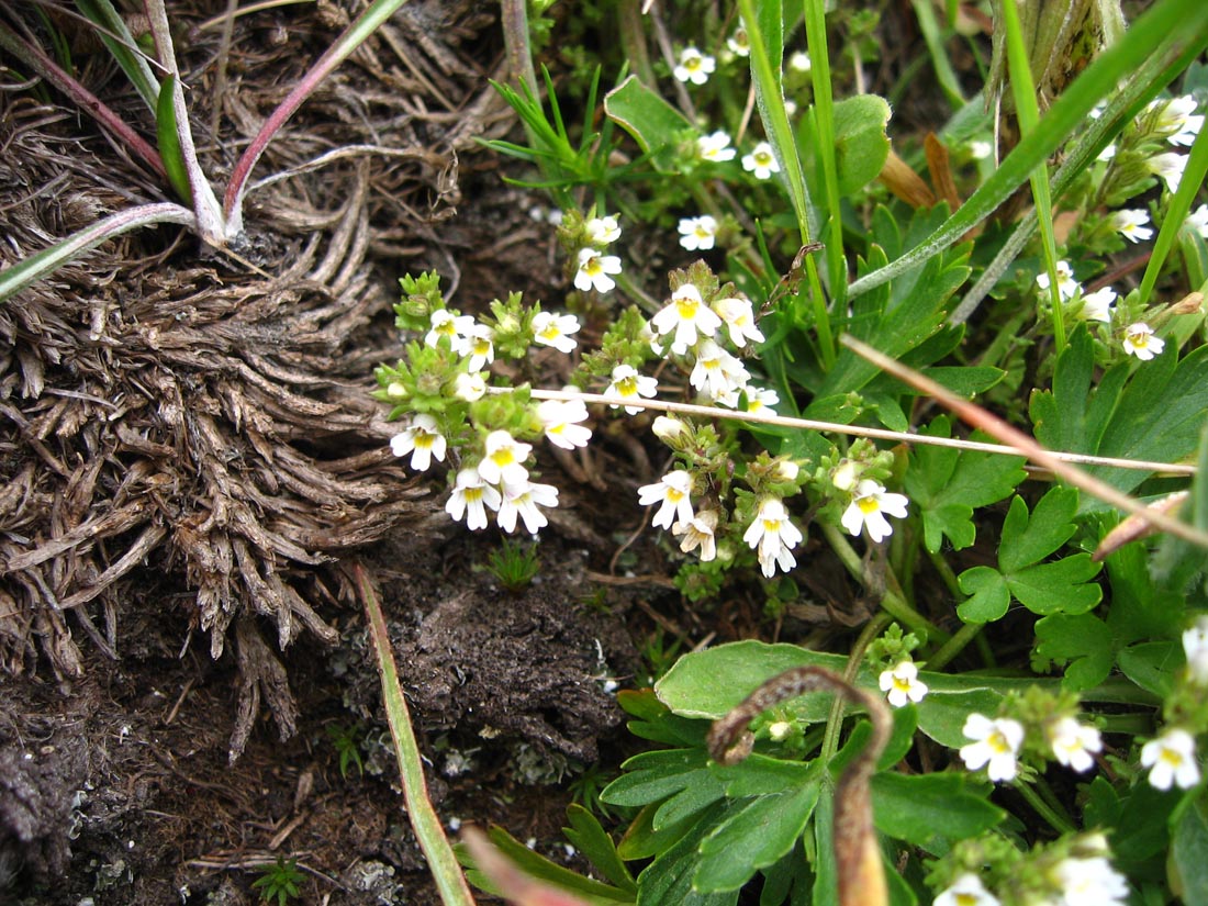 Image of Euphrasia ossica specimen.