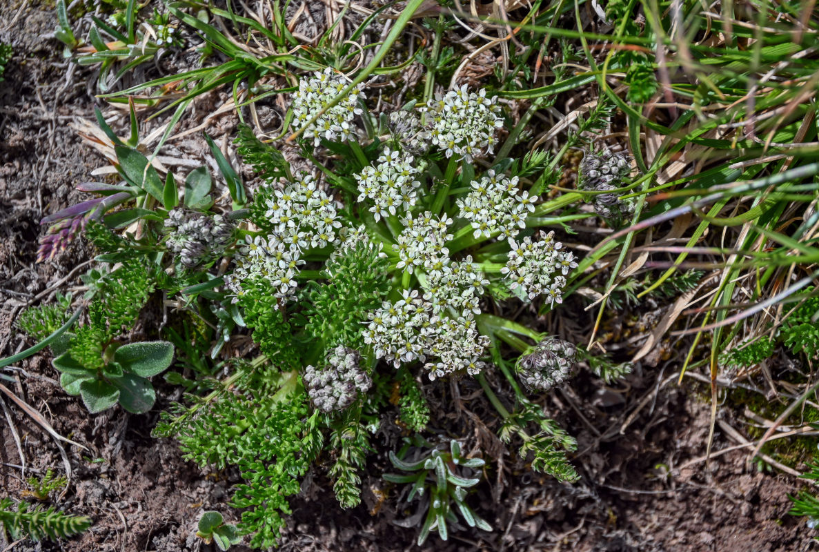 Изображение особи Schulzia albiflora.