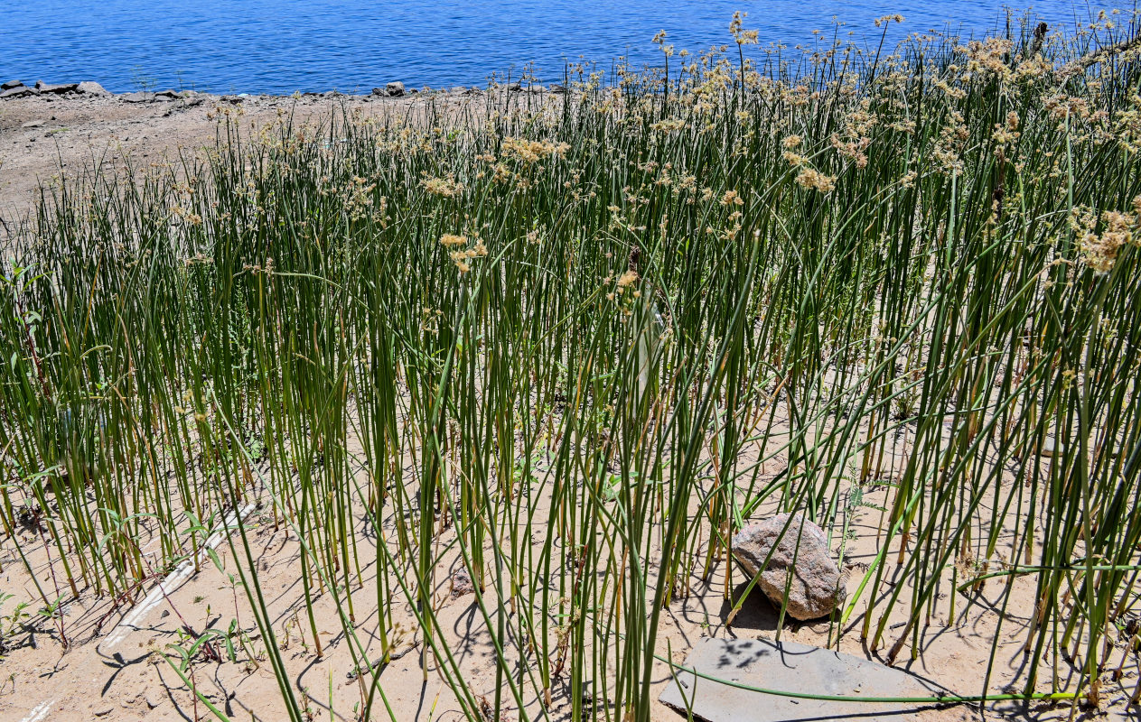 Image of genus Cyperus specimen.