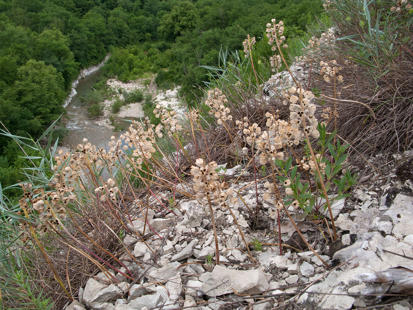 Изображение особи Muscari neglectum.