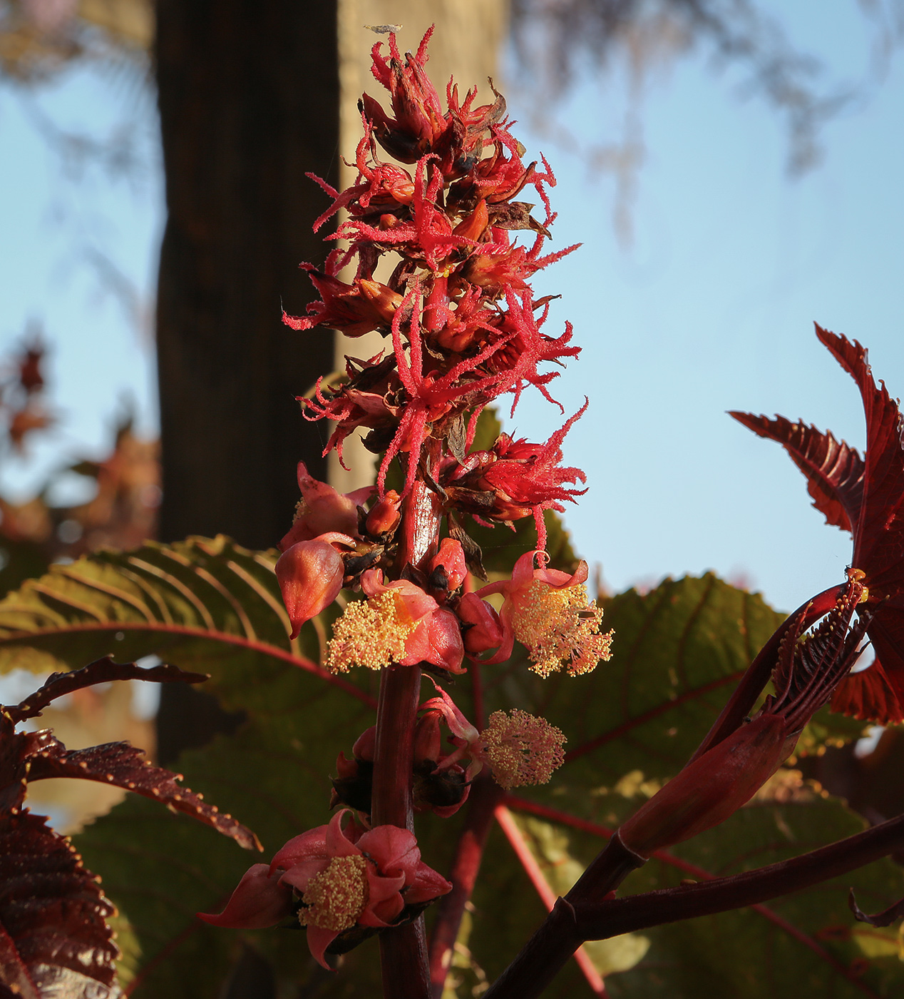 Image of Ricinus communis specimen.