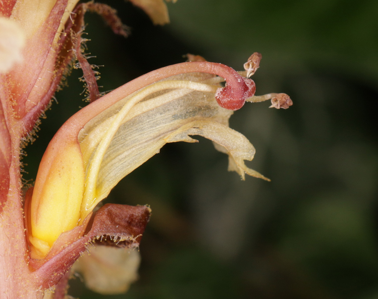 Изображение особи Orobanche hederae.