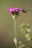 Dianthus andrzejowskianus. Верхушка растения с соцветием. Ростовская обл., Верхнедонской р-н, окр. хут. Стоговский, степной склон. 09.06.2024.