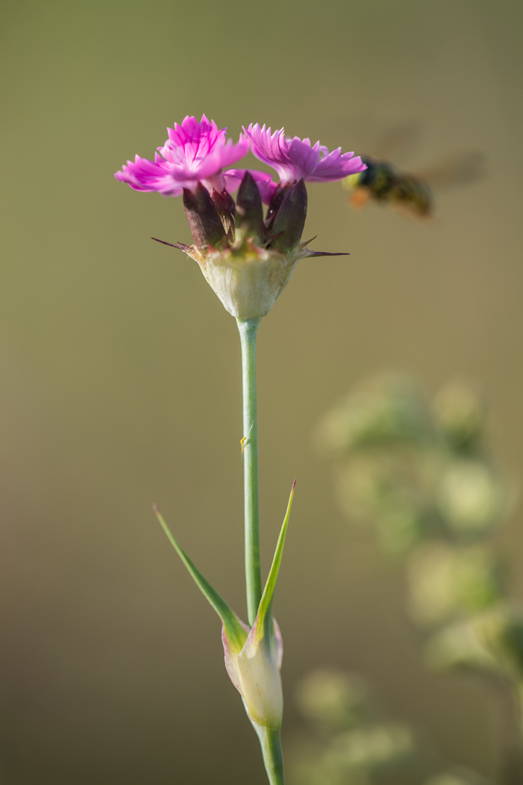 Image of Dianthus andrzejowskianus specimen.