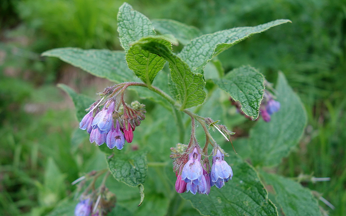 Изображение особи Symphytum asperum.