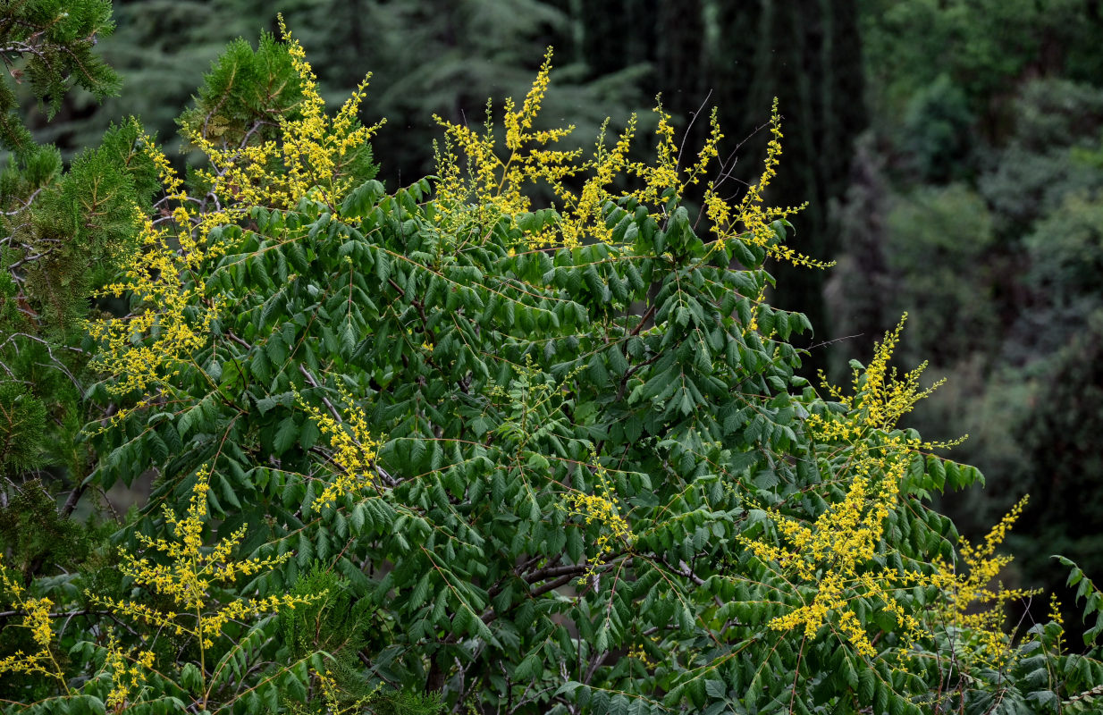 Image of Koelreuteria paniculata specimen.